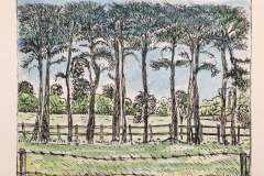 Pine Trees - Coloured