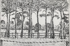 Pine Trees